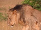 lion-savannah-africa-mane-wildlife-386766.jpg