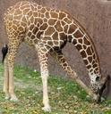 giraffe-eating-animals-mammals-417684.jpg