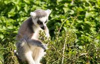 lemur-ring-tailed-primate-wildlife-1475279.jpg