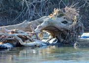 storm-damage-fallen-tree-uprooted-67004.jpg