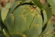 artichoke-vegetable-sheet-petal-1654818.jpg