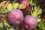 apple-orchard-vermont-food-red-1218485.jpg