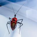 beetle-insect-arachnid-exotic-299299.jpg