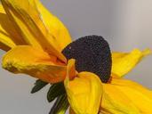 cone-flower-plant-nature-yellow-205023.jpg