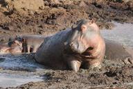 hippo-hippopotamus-animal-africa-278517.jpg