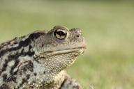 frog-toad-eyes-amphibian-head-402417.jpg