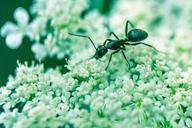 ant-insect-bug-macro-floweors-690109.jpg