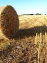 straw-field-agriculture-harvest-535923.jpg