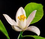 orange-blossom-small-flower-white-278833.jpg