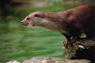 otter-animals-zoo-nature-furry-1290170.jpg