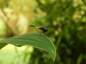 dragonfly-nature-insect-fly-1016215.jpg