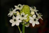 lily-macro-lily-family-white-578284.jpg