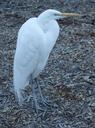 egret-bird-animal-heron-beak-1115987.jpg