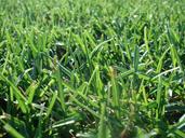 lawn-grass-turf-mow-green-grass-1224459.jpg