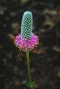 Purple prairie clover.jpg