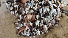 goose-barnacles-barnacle-sea-shore-1149560.jpg