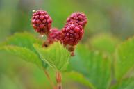 berry-red-food-fruit-healthy-870562.jpg