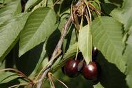 fruit-cherry-fruits-542906.jpg