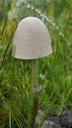 mushroom-grassland-umbrella-1364431.jpg