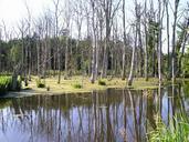 swamp-trees-water-230998.jpg