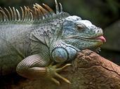 iguana-lizard-animal-brazil-iguacu-50198.jpg