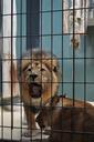 lion-zoo-caged-wildlife-roar-mane-600435.jpg