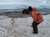 antarctica-penguins-animals-tourism-940553.jpg