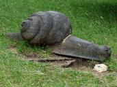 snail-wood-carving-nature-trail-167447.jpg