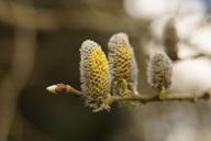 pasture-kitten-spring-blossom-854737.jpg