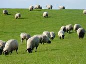 flock-of-sheep-sheep-rh%C3%B6n-sheep-57690.jpg