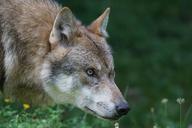 wolf-predator-european-wolf-1583199.jpg