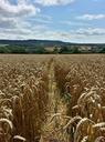 wheat-field-harvest-wheat-field-1150974.jpg