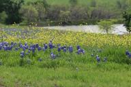 flowers-wildflowers-texas-1187881.jpg