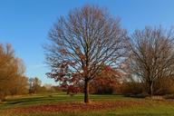 park-autumn-tree-sun-fall-leaves-1035573.jpg