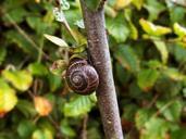 snail-branch-road-nature-summer-456969.jpg