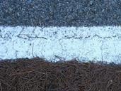 textures-asphalt-pine-needles-941085.jpg