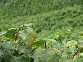 wine-vine-leaves-winegrowing-vine-455618.jpg