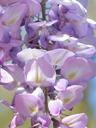 wisteria-bloom-purple-flower-white-1295556.jpg