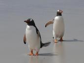 gentoo-penguins-penguins-antarctica-337589.jpg