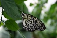 butterfly-contrast-nature-640817.jpg