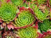 succulents-floral-plants-natural-498697.jpg