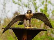 falcon-wildpark-poing-raptor-1316399.jpg