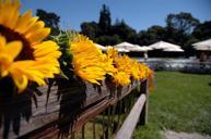 sunflowers-fence-flower-pot-363999.jpg