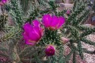 cholla-cactus-flower-plant-pink-458076.jpg