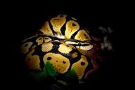 ball-python-python-snake-227584.jpg