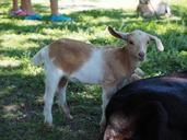 goat-mammals-cub-541334.jpg