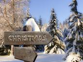 christmas-directory-wood-forest-966902.jpg