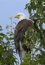 bald-eagle-tree-branch-bird-sky-86576.jpg