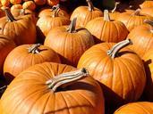 pumpkin-autumn-orange-harvest-484399.jpg