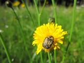 pollen-beetle-insect-yellow-flower-216341.jpg